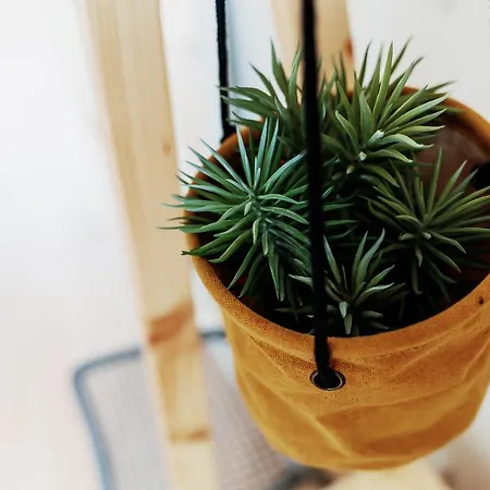 Apartment Sal Da Terra